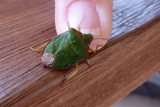 ein kleiner grüner Käfer (fingernagelgroß) scheint einen Finger anzuknabbern