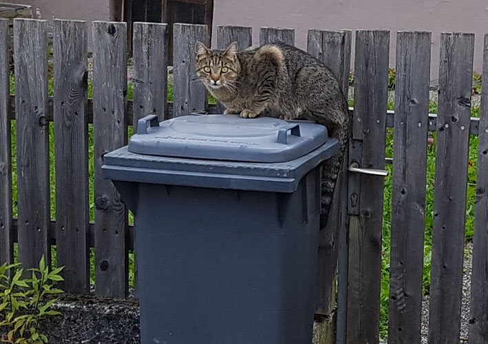 eine Katze sitzt mit besorgt-misstrauischem Blick sprungbereit auf einem Müllkübel