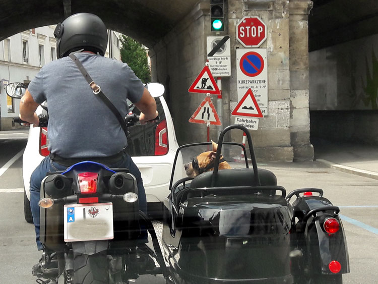 Beiwagenmaschine mit Hund (samt Windschutzbrille) als Beifahrer